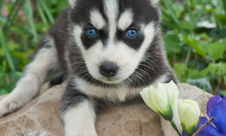 How Long Do Huskies Live