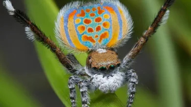 How Long Do Jumping Spiders Live