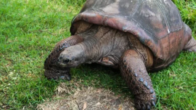 How Long Do Tortoises Live