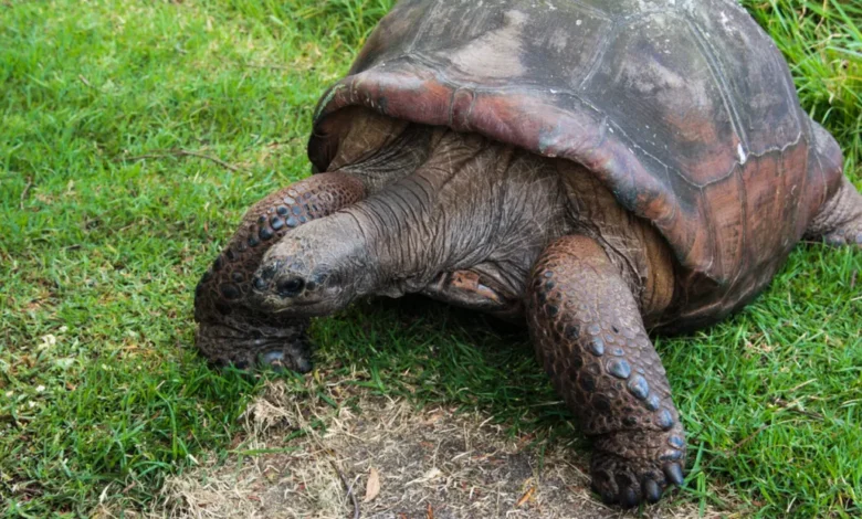 How Long Do Tortoises Live