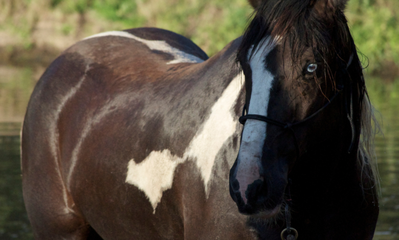 How Much Does a Horse Weigh