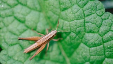 How Long Do Crickets Live
