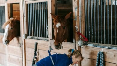 How Long Do Horses Live