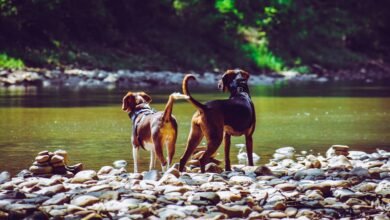 How to Stop Dog from Eating Poop Home Remedies