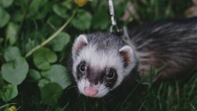 How Long Do Ferrets Live