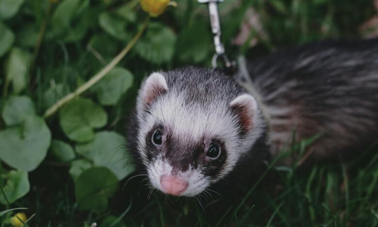 How Long Do Ferrets Live