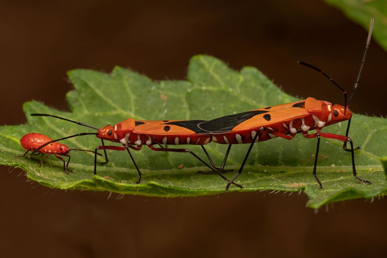 How to Get Rid of Boxelder Bugs