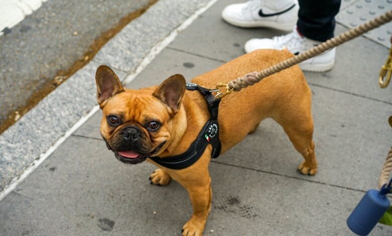 How much is a French Bulldog