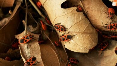 How to Get Rid of Boxelder Bugs