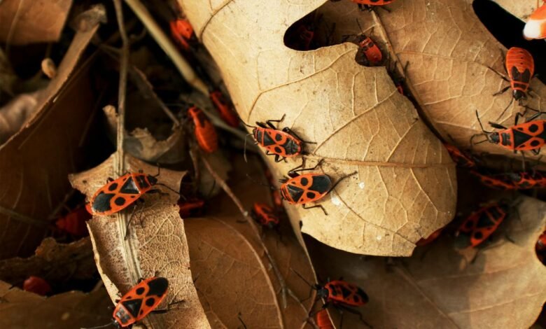 How to Get Rid of Boxelder Bugs