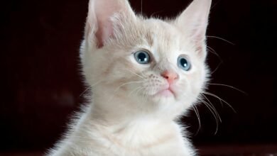 How to Tell How Old a Kitten is