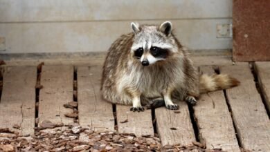 How Long Do Raccoons Live