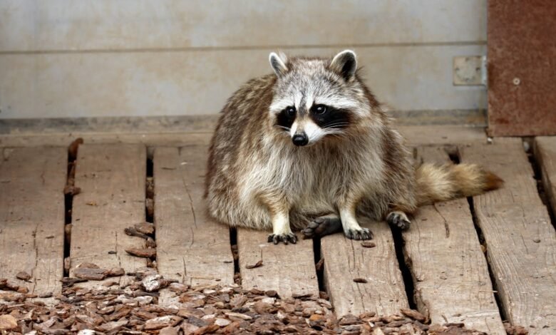 How Long Do Raccoons Live