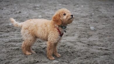How Long Do Goldendoodles Live