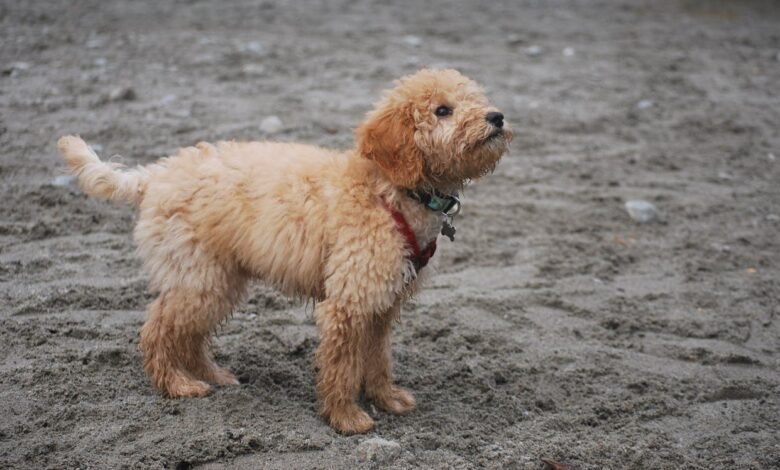 How Long Do Goldendoodles Live