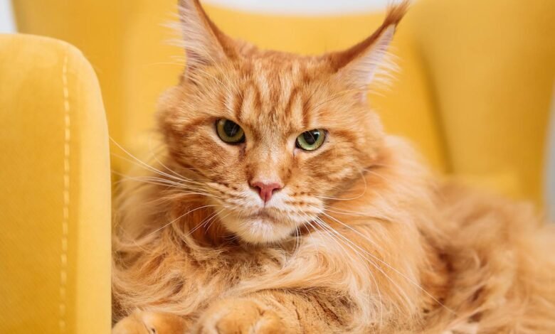 How Much is a Maine Coon Cat