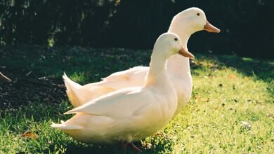 How Long Do Ducks Live