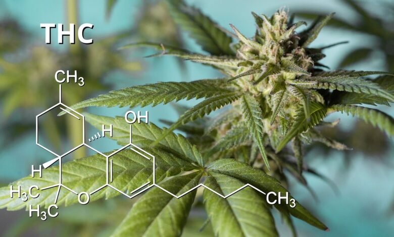 How Long Does THCA Stay in Your System